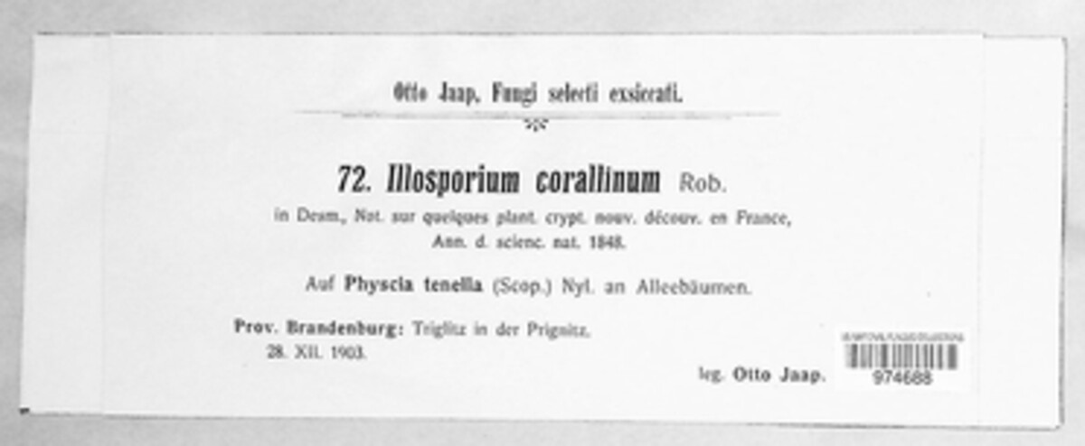 Corticiaceae image
